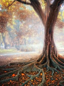 big-tree-root-zu-sanchez-photography